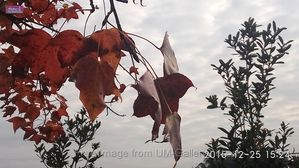 20151225red leaves-IMG_152406.jpg